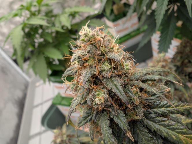 Auto Fractal - Divine Seeds MEGA CUPPPPP. Week 6