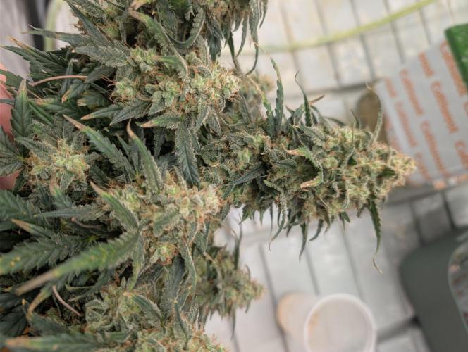 Auto Fractal - Divine Seeds MEGA CUPPPPP. Week 6