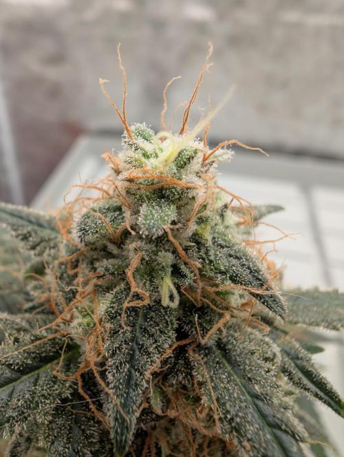 Auto Fractal - Divine Seeds MEGA CUPPPPP. Week 6