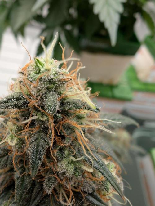 Auto Fractal - Divine Seeds MEGA CUPPPPP. Week 6