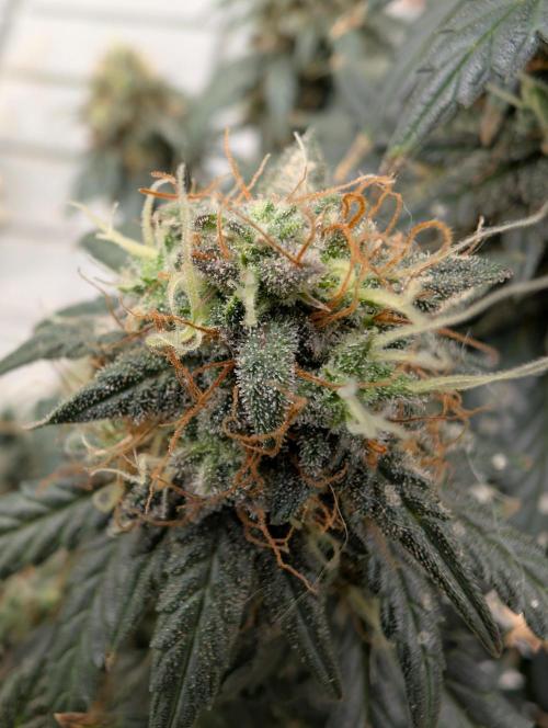 Auto Fractal - Divine Seeds MEGA CUPPPPP. Week 6