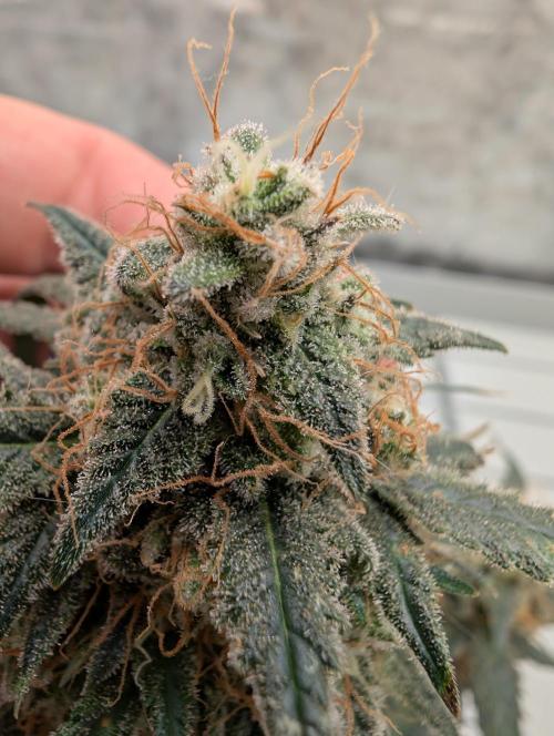 Auto Fractal - Divine Seeds MEGA CUPPPPP. Week 6