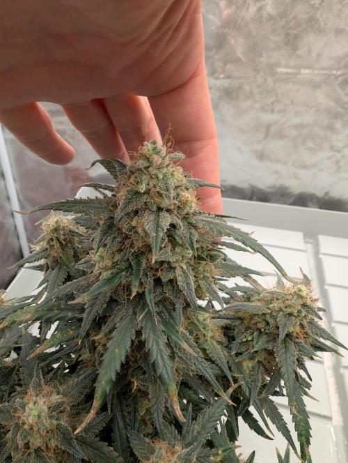 Auto Fractal - Divine Seeds MEGA CUPPPPP. Week 6