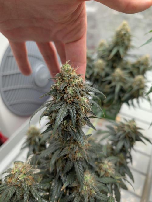 Auto Fractal - Divine Seeds MEGA CUPPPPP. Week 6