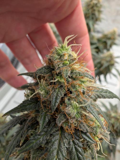 Auto Fractal - Divine Seeds MEGA CUPPPPP. Week 6