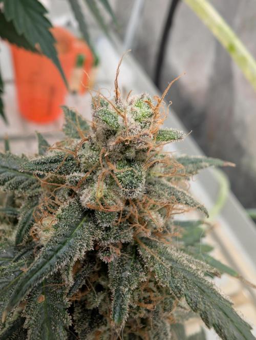 Auto Fractal - Divine Seeds MEGA CUPPPPP. Week 6