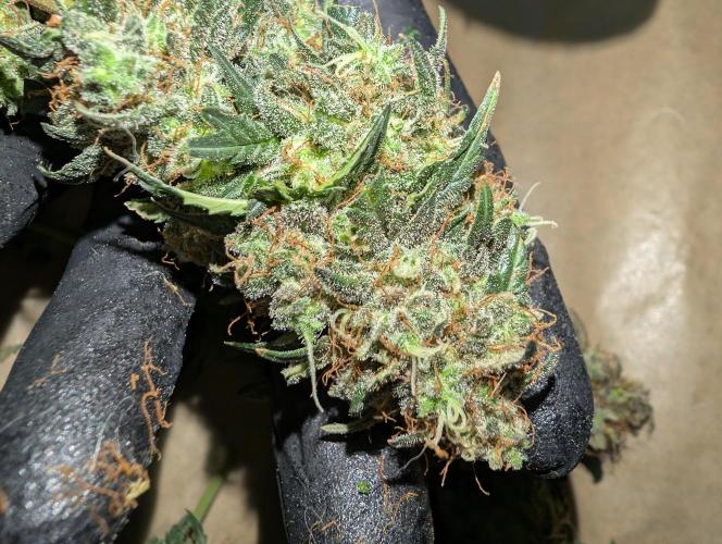 Auto Fractal - Divine Seeds MEGA CUPPPPP. Week 8