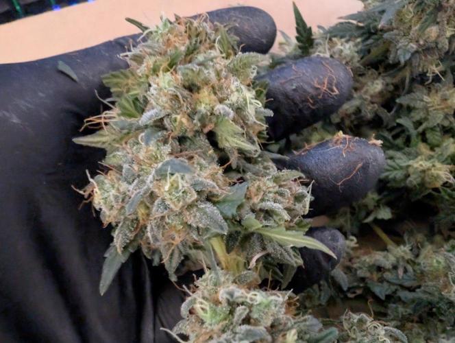 Auto Fractal - Divine Seeds MEGA CUPPPPP. Week 8