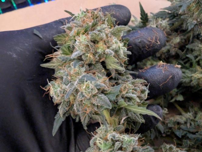 Auto Fractal - Divine Seeds MEGA CUPPPPP. Week 8