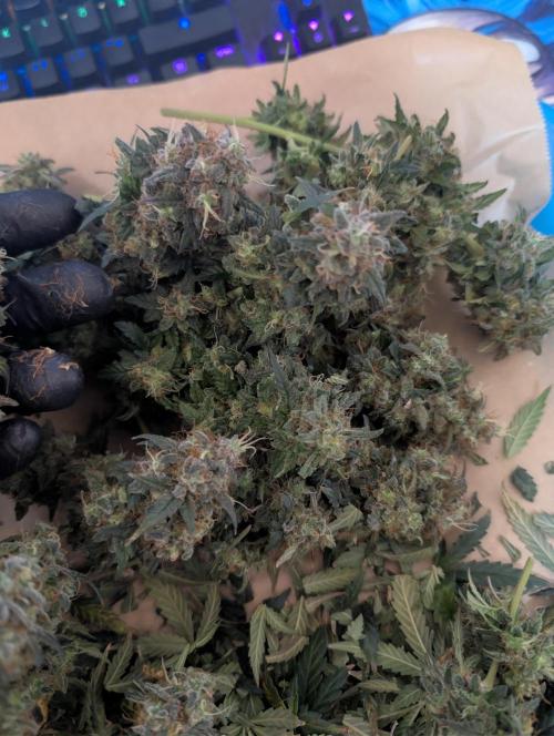 Auto Fractal - Divine Seeds MEGA CUPPPPP. Week 8