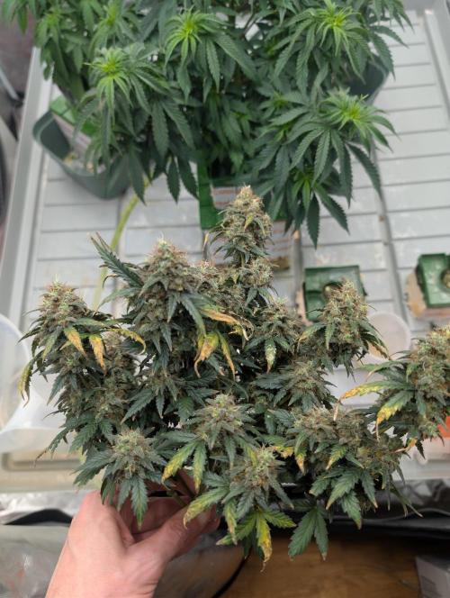 Auto Fractal - Divine Seeds MEGA CUPPPPP. Week 8