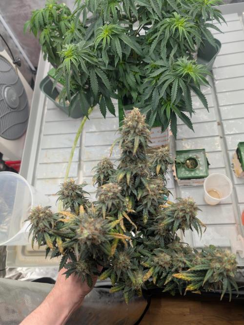 Auto Fractal - Divine Seeds MEGA CUPPPPP. Week 8