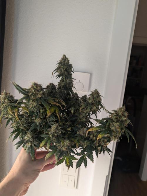 Auto Fractal - Divine Seeds MEGA CUPPPPP. Week 8