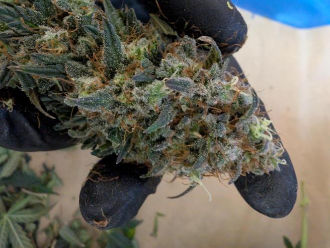 Auto Fractal - Divine Seeds MEGA CUPPPPP. Week 8