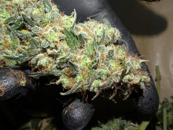 Auto Fractal - Divine Seeds MEGA CUPPPPP. Week 8