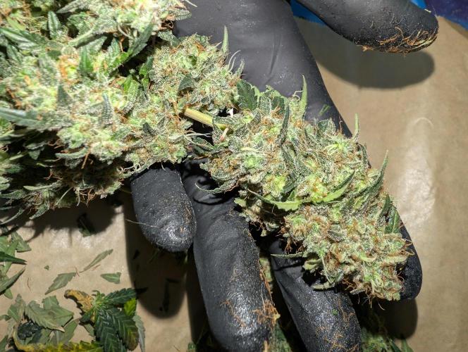 Auto Fractal - Divine Seeds MEGA CUPPPPP. Week 8