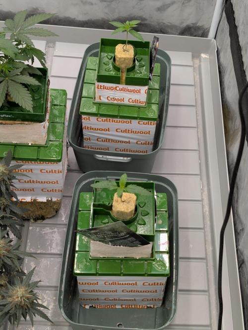 OG Kush by Humboldt. Week 1