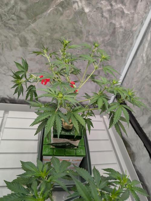 OG Kush by Humboldt. Week 3