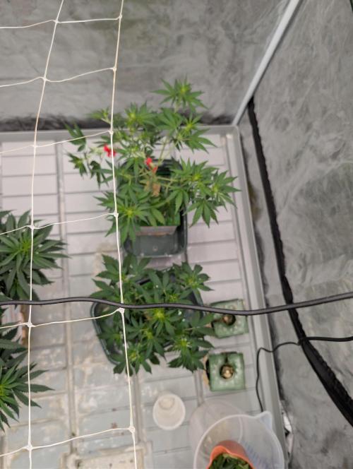 OG Kush by Humboldt. Week 3