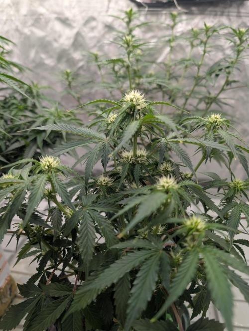 OG Kush by Humboldt. Week 3