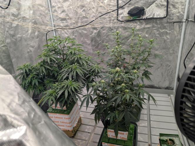 OG Kush by Humboldt. Week 3