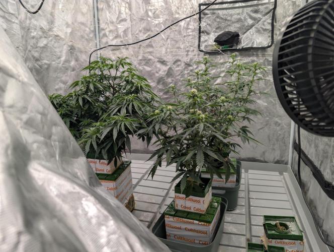 OG Kush by Humboldt. Week 3