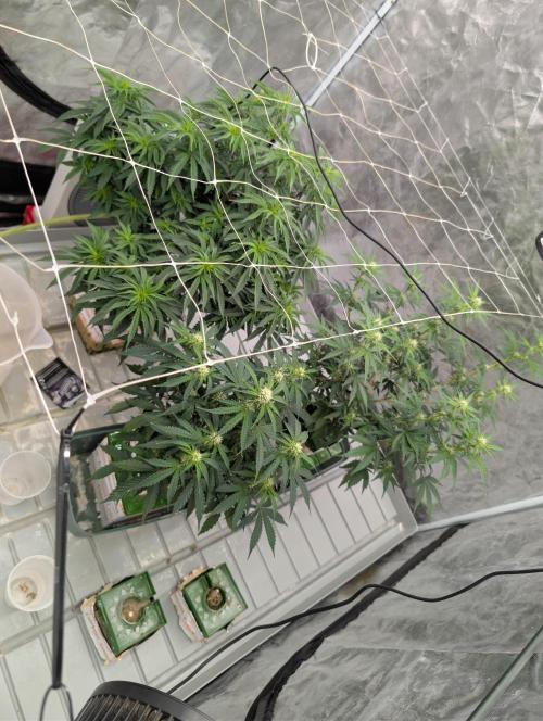 OG Kush by Humboldt. Week 3