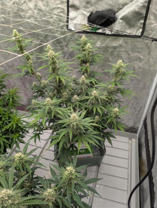 OG Kush by Humboldt. Week 5