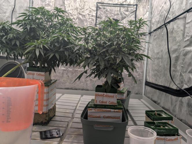 OG Kush by Humboldt. Week 5