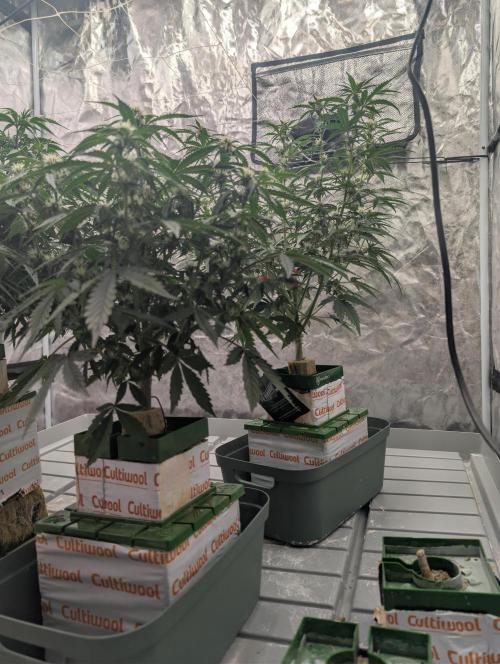 OG Kush by Humboldt. Week 5