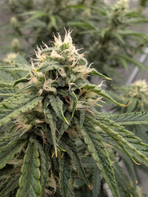 OG Kush by Humboldt. Week 5