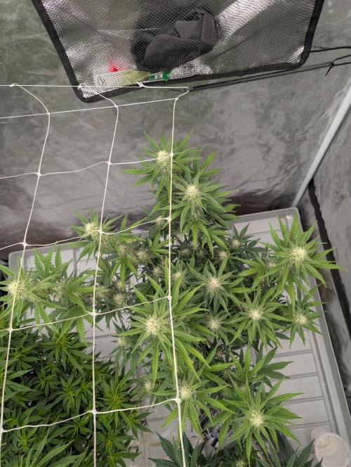 OG Kush by Humboldt. Week 5