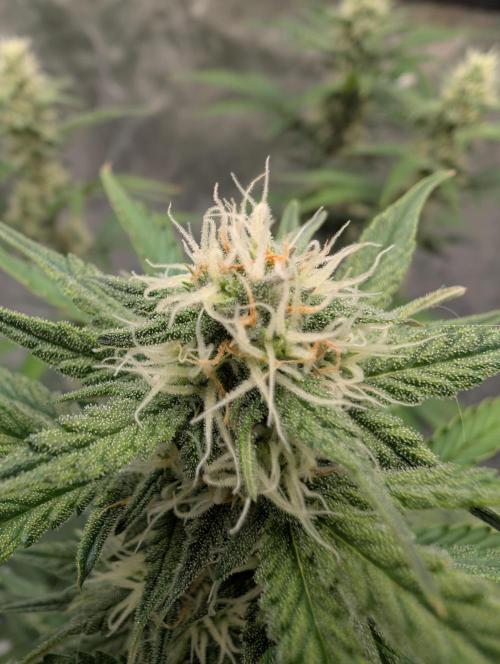 OG Kush by Humboldt. Week 5