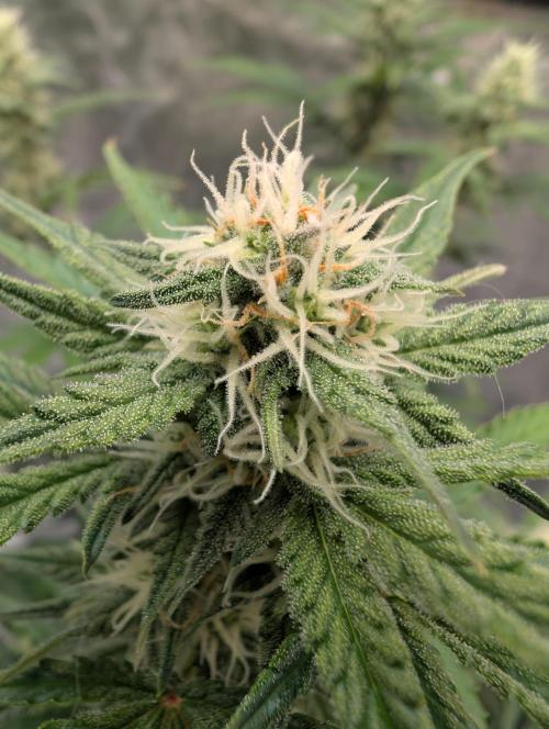 OG Kush by Humboldt. Week 5