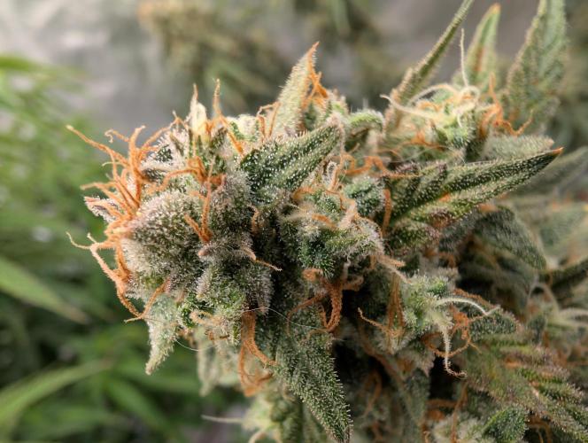 OG Kush by Humboldt. Week 8