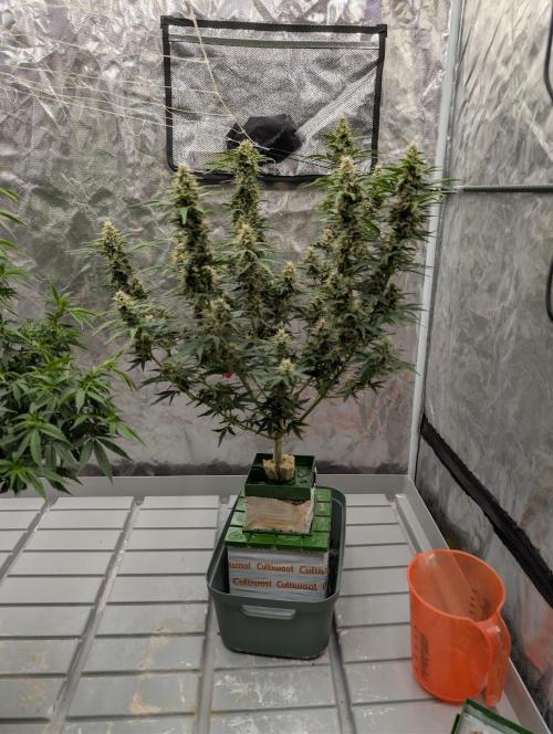 OG Kush by Humboldt. Week 8