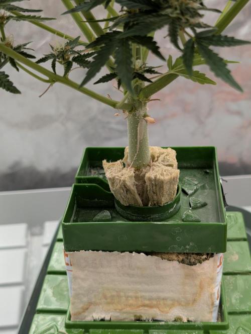 OG Kush by Humboldt. Week 8