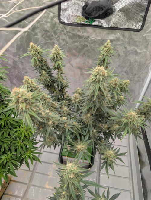 OG Kush by Humboldt. Week 8