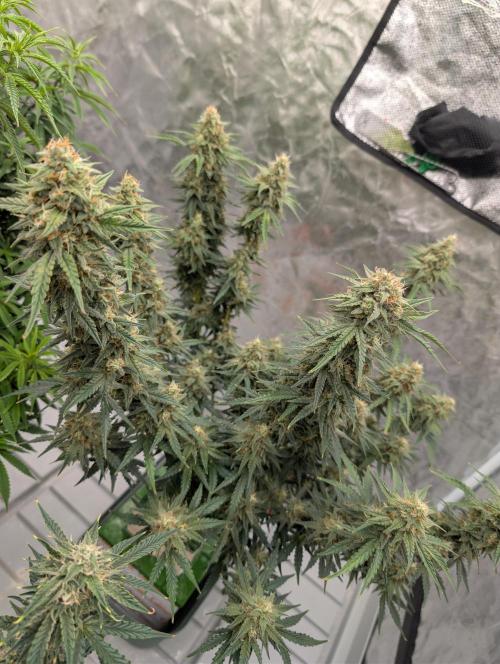 OG Kush by Humboldt. Week 8