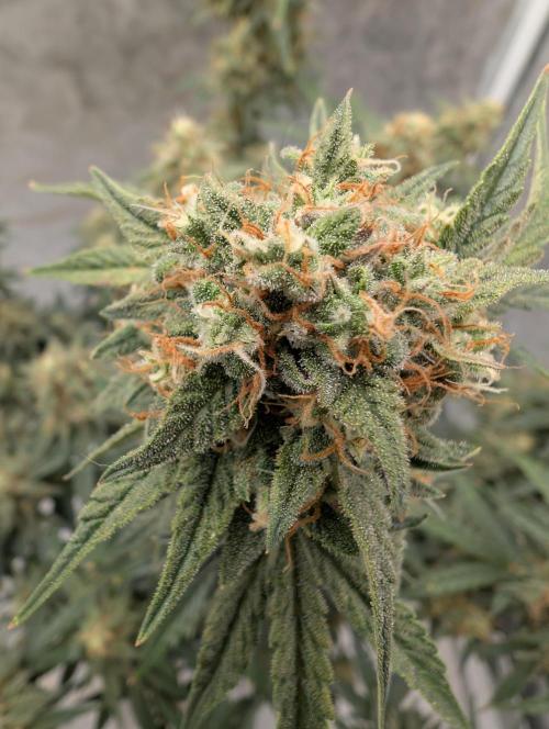 OG Kush by Humboldt. Week 8