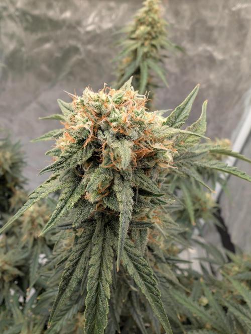 OG Kush by Humboldt. Week 8