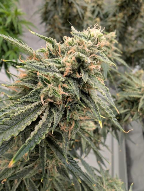 OG Kush by Humboldt. Week 8