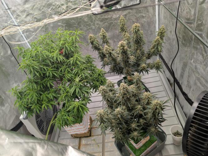 OG Kush by Humboldt. Week 8