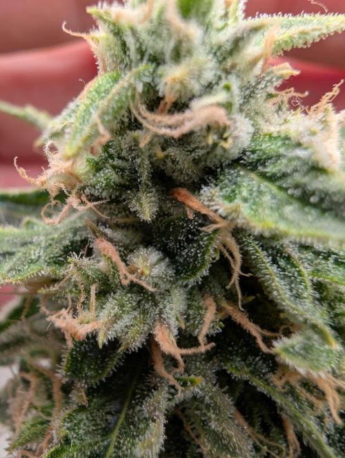 OG Kush by Humboldt. Week 8