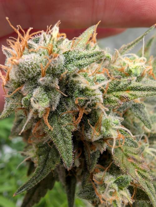 OG Kush by Humboldt. Week 8