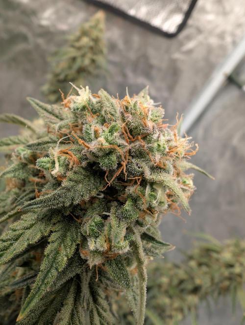 OG Kush by Humboldt. Week 8