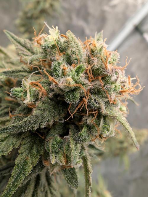 OG Kush by Humboldt. Week 8