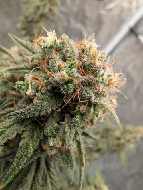 OG Kush by Humboldt. Week 8