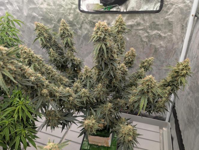 OG Kush by Humboldt. Week 8