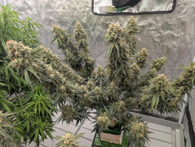 OG Kush by Humboldt. Week 8